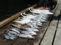 HindSight Fishing LTD image 3