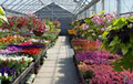 Holland Valley Nursery image 2