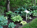 Keltyn Woods Hostas image 2