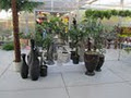 Kleinburg Nursery - Garden Centre image 6