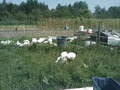 Les Fermes Miracle Farms image 3