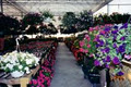Leslie Gardens Nursery And Greenhouse image 5