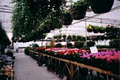 Leslie Gardens Nursery And Greenhouse image 6