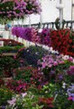 Masfrankc Garden Centre image 2