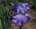 McMillen's Iris Garden image 4
