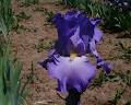 McMillen's Iris Garden image 6