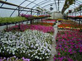 Mocon Greenhouses image 2