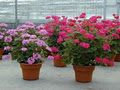 Mocon Greenhouses image 3