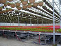 Mocon Greenhouses image 4