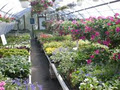 Neily's Greenhouse and Gardens image 3