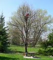 Niagara Tree Service Ltd. image 3