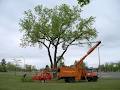 Niagara Tree Service Ltd. image 4