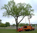 Niagara Tree Service Ltd. image 1