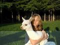 Northfork Alpacas image 6