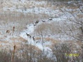 OntarioDeer.ca image 2
