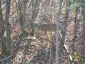 OntarioDeer.ca image 3