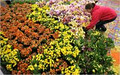 Oshawa Flowers image 3