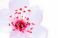 Oshawa Flowers image 1
