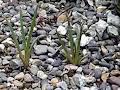 Pacific Rim Native Plants image 2
