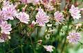 Pacific Rim Native Plants image 6