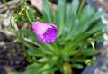 Pacific Rim Native Plants logo