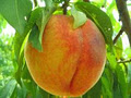 Peach Pit Farm Market logo