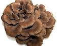 Ponderosa Mushrooms & Specialty Foods image 6