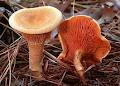 Ponderosa Mushrooms & Specialty Foods image 1