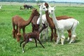 S.A.M.Y.'s Alpaca Farm & Fibre Studio image 1