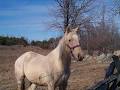 Shadow Ridge Equestrian Center image 6