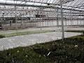 Sipkens Nurseries image 5