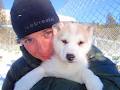 Snowy Owl Sled Dog Tours Inc image 2