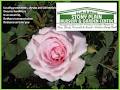 Stony Plain Nursery&Garden Centre image 3
