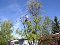 Sullivan Tree Service Ltd image 2
