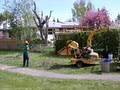 Sullivan Tree Service Ltd image 3