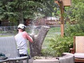 Sullivan Tree Service Ltd image 4