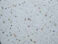 Terrazzo Restoration Inc image 2