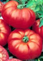 Tomatoes N More logo