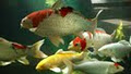 West Coast Koi Farm image 2