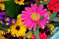 my Flower Shoppe image 2