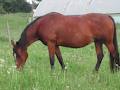 Applehill Stables logo