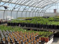 Arthur Greenhouses image 5