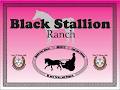 Black Stallion Ranch image 3