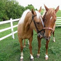 Black Stallion Ranch logo