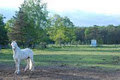 Blue Spruce Equestrian image 6
