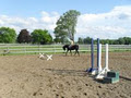 Brock Equestrian Centre image 5