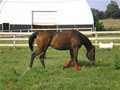 Brock Equestrian Centre logo