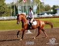 Centre Equestre Ste-Foy logo