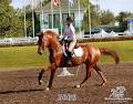 Centre Equestre Ste-Foy image 1