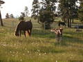 Cherry Creek Canadians image 1